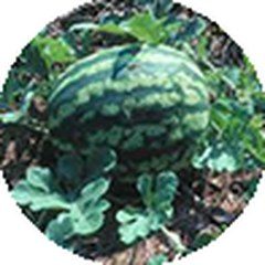 Anguria — Citrullus lanatus (estratto)