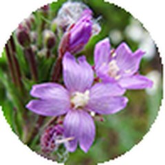 Epilobium angustifolium (estratto)