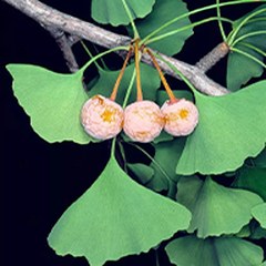 Ginkgo biloba (estratto 24/6)